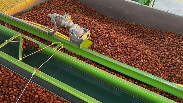 Bursa Karacabey'de hasat başladı, yerli ceviz kalite ile öne çıkıyor.