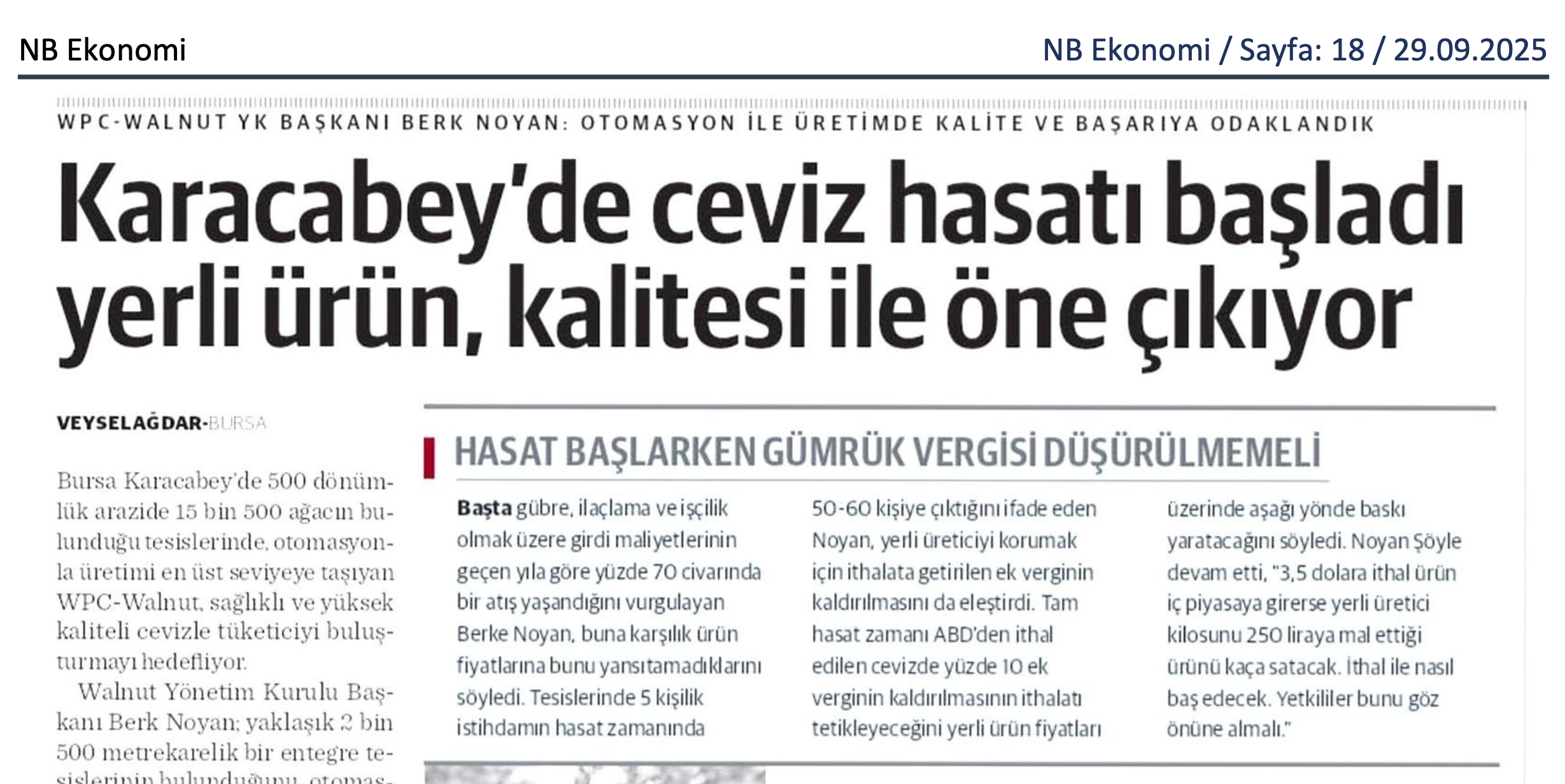 NB Ekonomi - Karacabey'de cevzi hasatı başladı. 