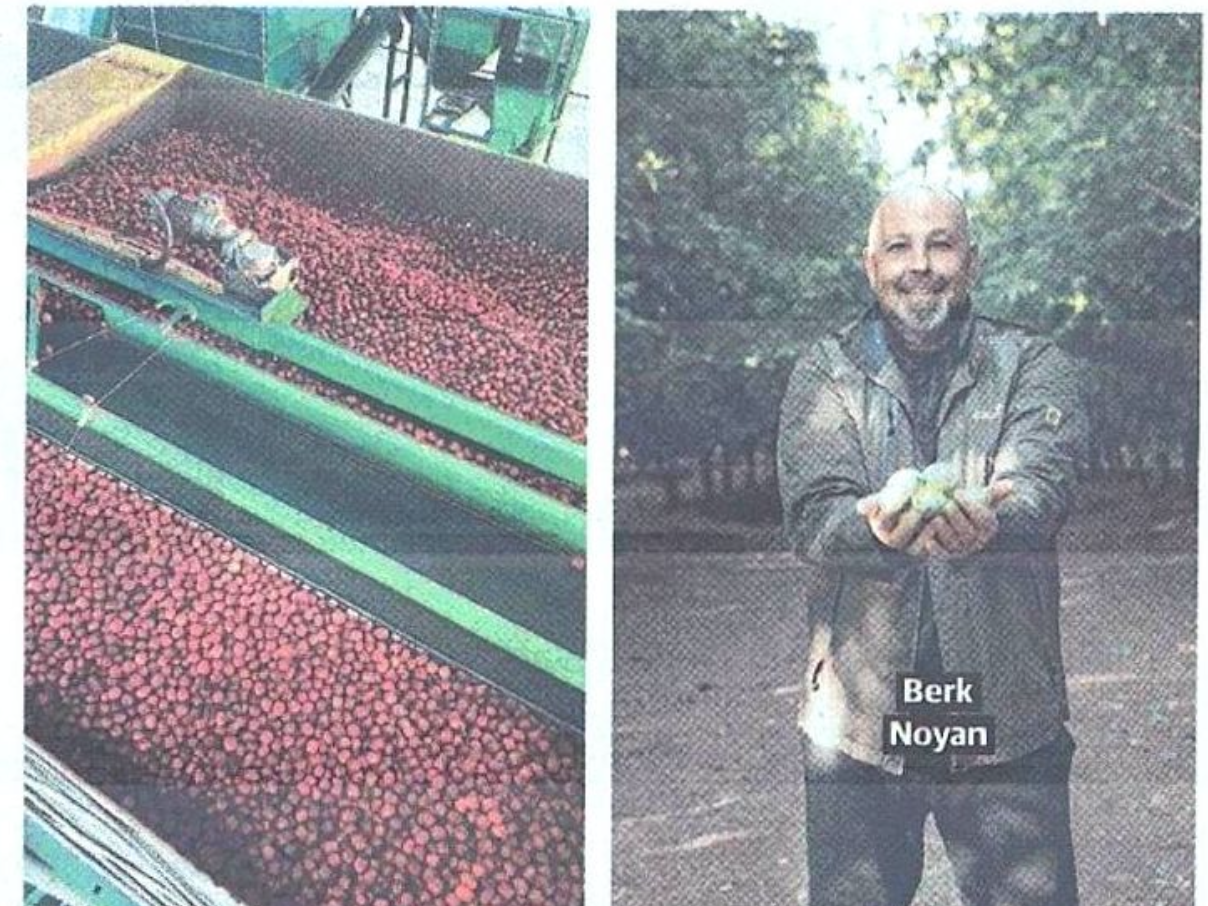 Yeni Şafak - Yerli ceviz kalitesiyle rekabet edecek