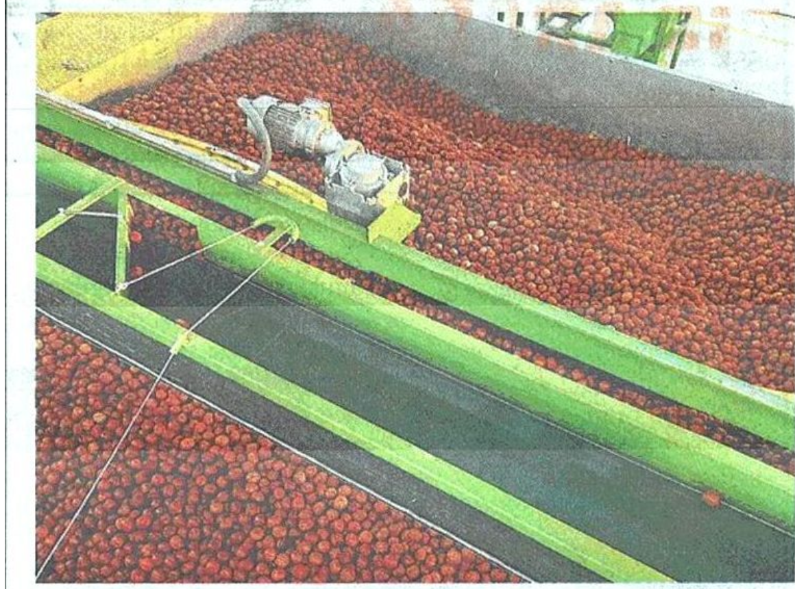 Posta-Cevizde Yüzde 70'lik İthalata Karşı 